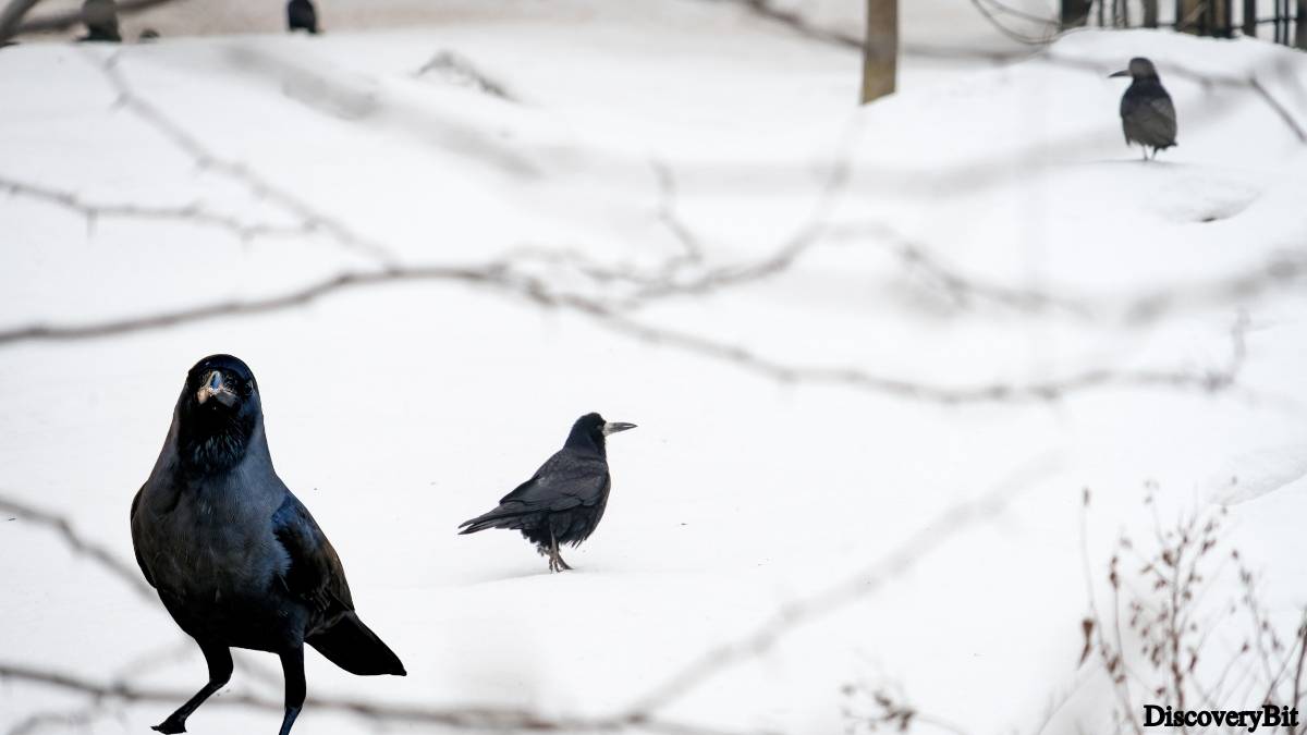 Murder, Pride, And Zeal: The Ultimate Guide To Group Names Of Animals Name of the group of animals for Ravens
