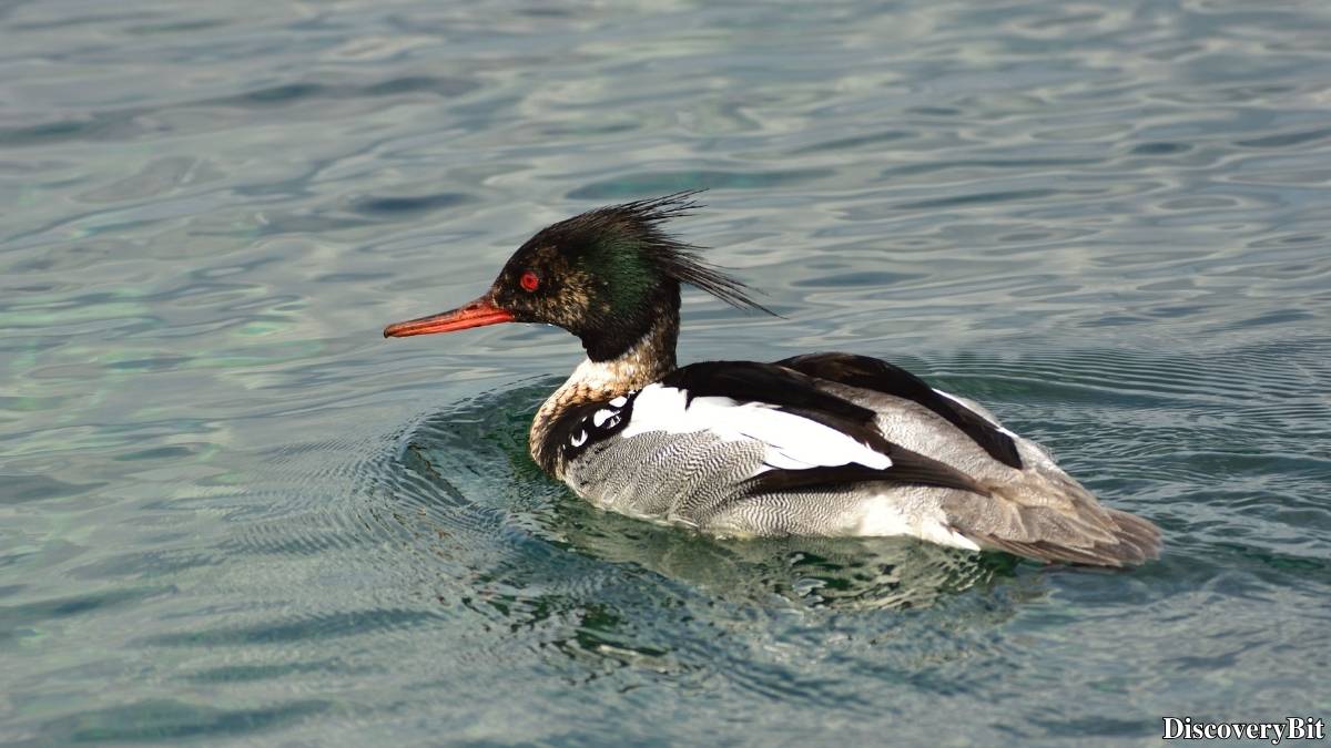The 50 Fastest Animals in the World: Nature’s Ultimate Speed Guide One of the fastest animals in the world is the Red-Breasted Merganser (Mergus serrator)