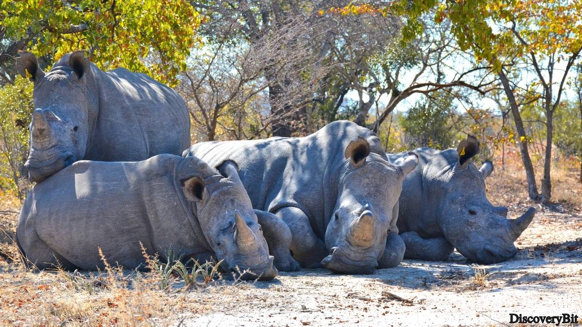 Murder, Pride, And Zeal: The Ultimate Guide To Group Names Of Animals Name of the group of animals for Rhinoceroses