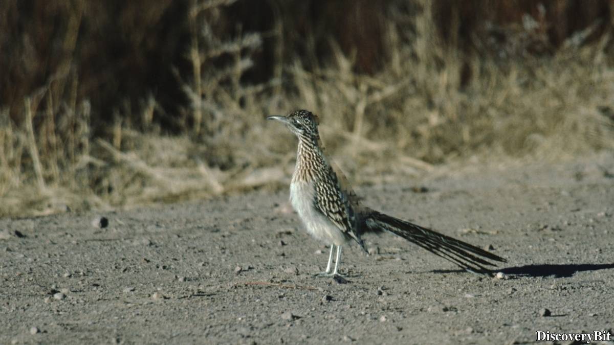 The 50 Fastest Animals in the World: Nature’s Ultimate Speed Guide One of the fastest animals in the world is the Roadrunner (Geococcyx californianus)