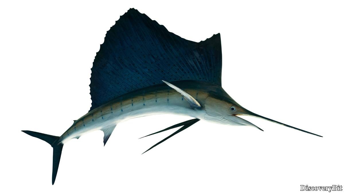 The 50 Fastest Animals in the World: Nature’s Ultimate Speed Guide One of the fastest animals in the world is the Sailfish (Istiophorus platypterus)