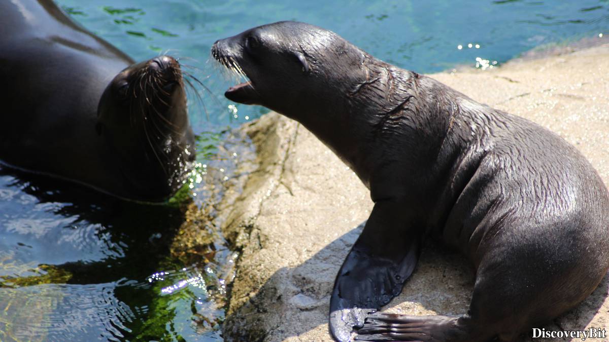 The 50 Fastest Animals in the World: Nature’s Ultimate Speed Guide One of the fastest animals in the world is the Sea Lion (Zalophus californianus)