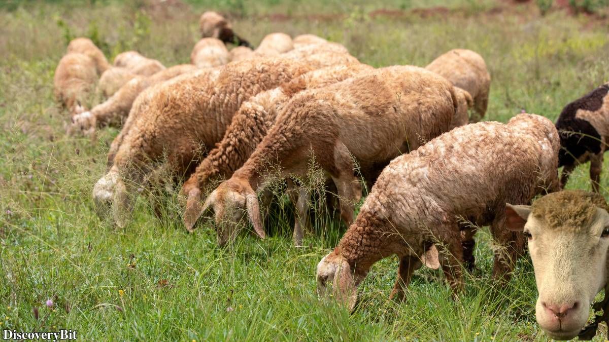 Murder, Pride, And Zeal: The Ultimate Guide To Group Names Of Animals Name of the group of animals for Sheep