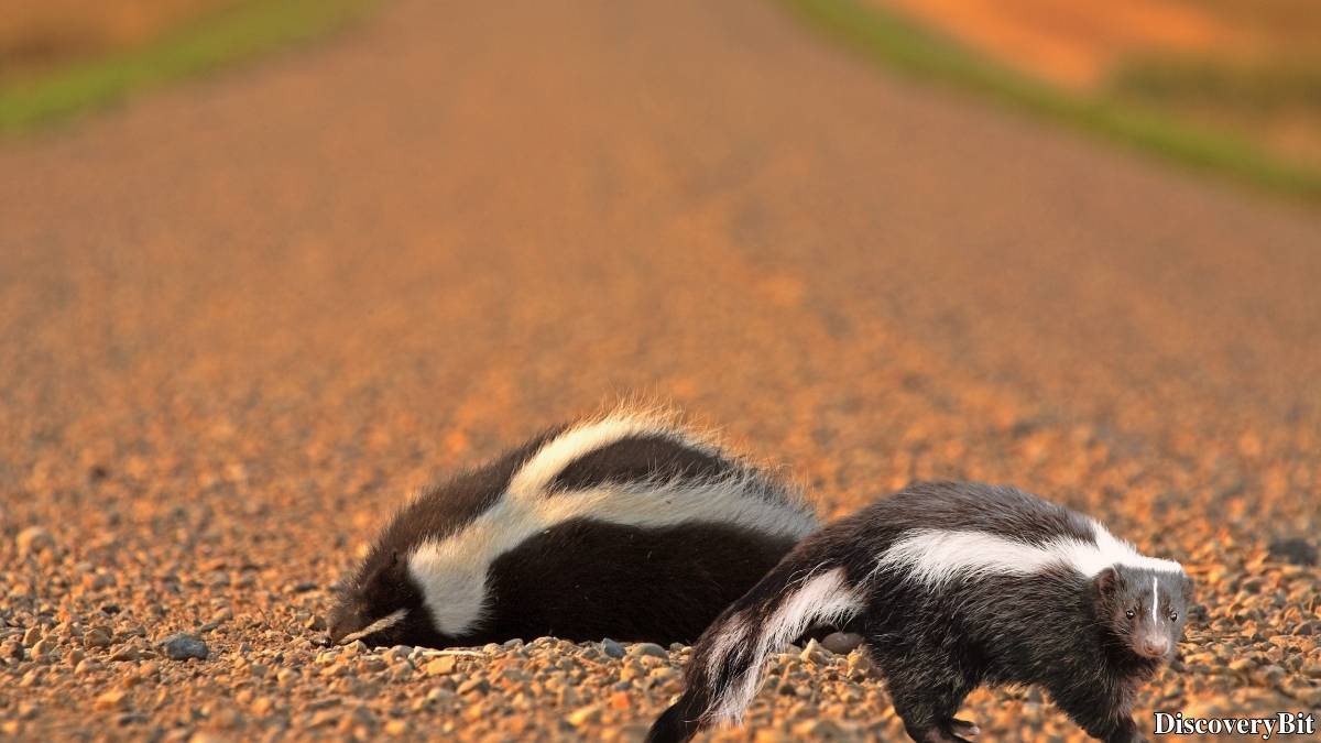 Murder, Pride, And Zeal: The Ultimate Guide To Group Names Of Animals Name of the group of animals for Skunks