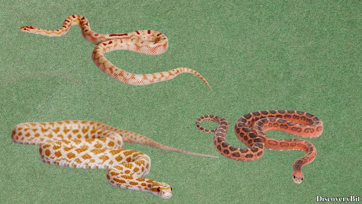 Murder, Pride, And Zeal: The Ultimate Guide To Group Names Of Animals Name of the group of animals for Snakes