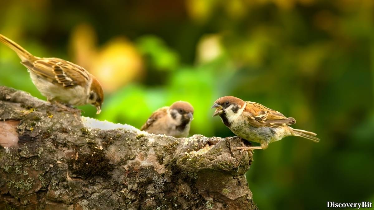 Murder, Pride, And Zeal: The Ultimate Guide To Group Names Of Animals Name of the group of animals for Sparrows