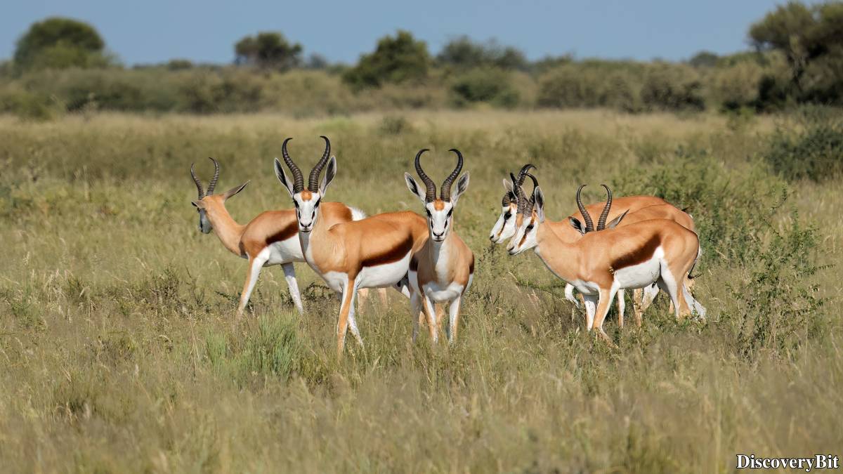 The 50 Fastest Animals in the World: Nature’s Ultimate Speed Guide One of the fastest animals in the world is the Springbok (Antidorcas marsupialis)