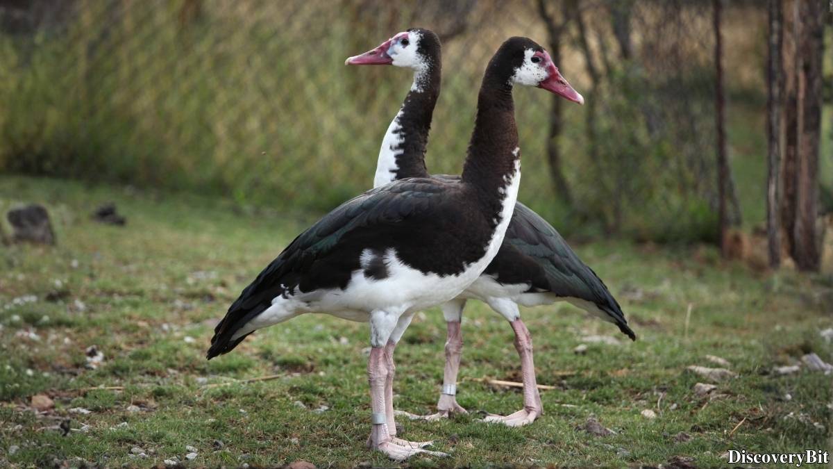 The 50 Fastest Animals in the World: Nature’s Ultimate Speed Guide One of the fastest animals in the world is the Spur-Winged Goose (Plectropterus gambensis)