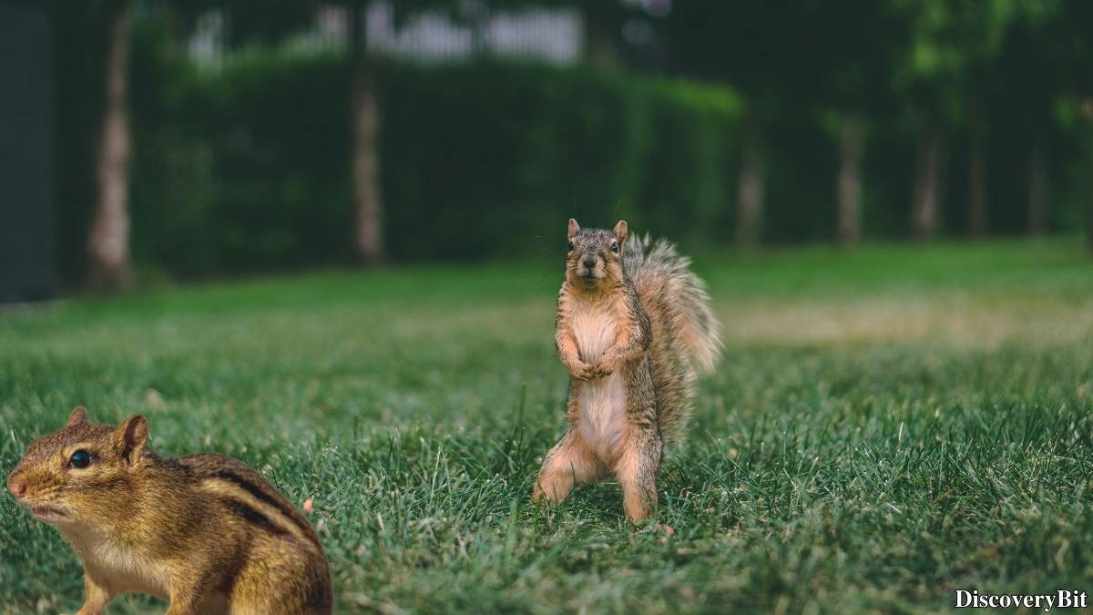 Murder, Pride, And Zeal: The Ultimate Guide To Group Names Of Animals Name of the group of animals for Squirrels