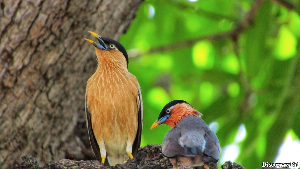 Murder, Pride, And Zeal: The Ultimate Guide To Group Names Of Animals Name of the group of animals for Starlings