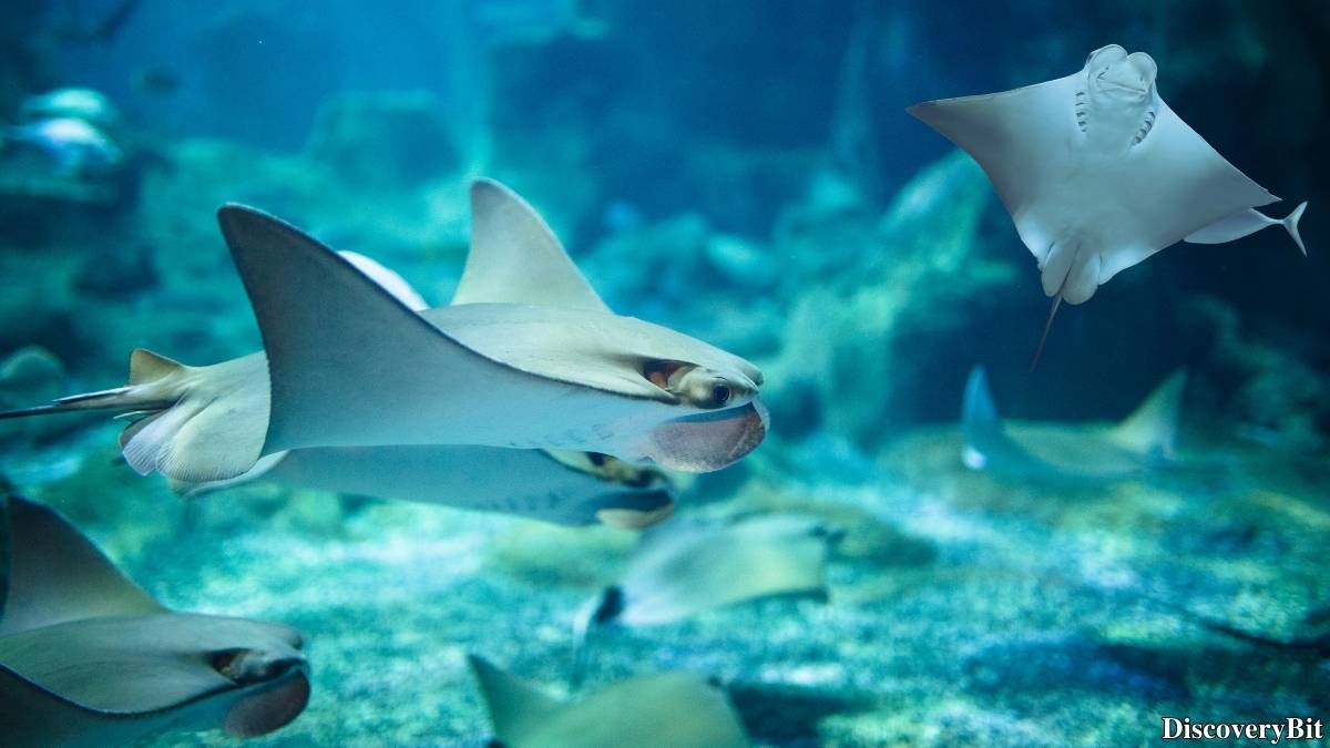 Murder, Pride, And Zeal: The Ultimate Guide To Group Names Of Animals Name of the group of animals for Stingrays