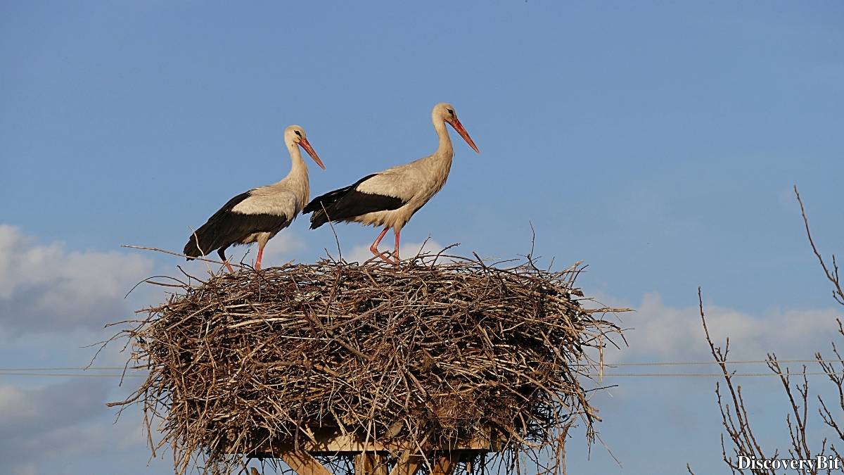 Murder, Pride, And Zeal: The Ultimate Guide To Group Names Of Animals Name of the group of animals for Storks