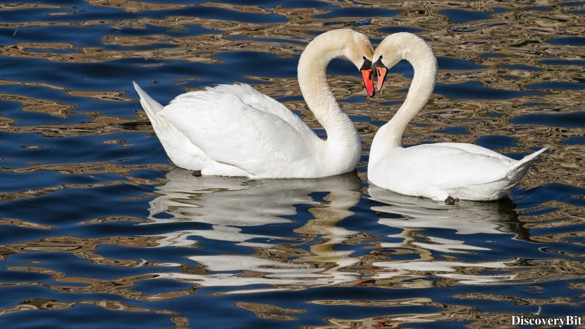 Murder, Pride, And Zeal: The Ultimate Guide To Group Names Of Animals Name of the group of animals for Swans
