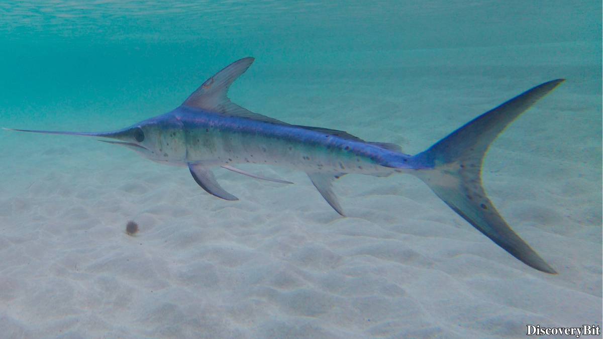 The 50 Fastest Animals in the World: Nature’s Ultimate Speed Guide One of the fastest animals in the world is the Swordfish (Xiphias gladius)