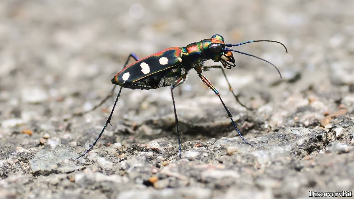 The 50 Fastest Animals in the World: Nature’s Ultimate Speed Guide One of the fastest animals in the world is the Tiger Beetle (Cicindela spp.)