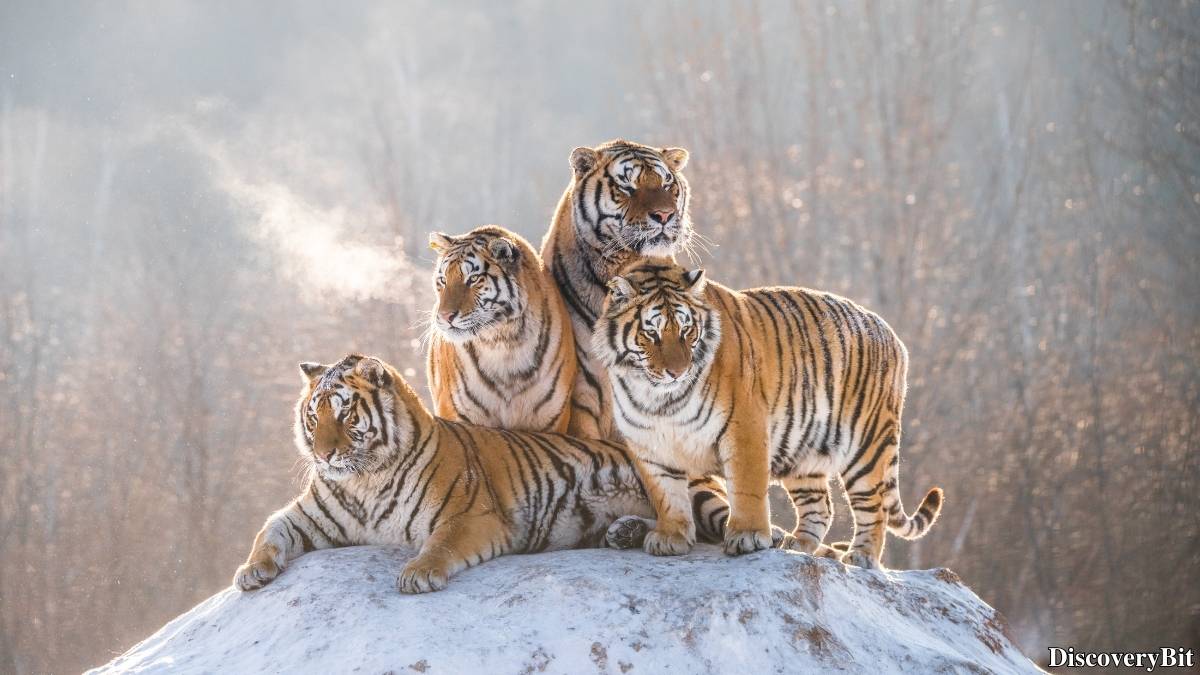 Murder, Pride, And Zeal: The Ultimate Guide To Group Names Of Animals Name of the group of animals for Tigers