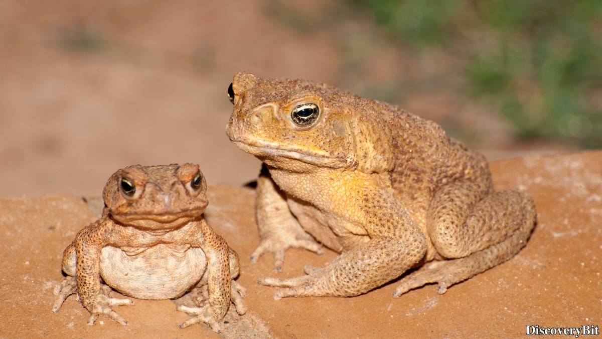Murder, Pride, And Zeal: The Ultimate Guide To Group Names Of Animals Name of the group of animals for Toads