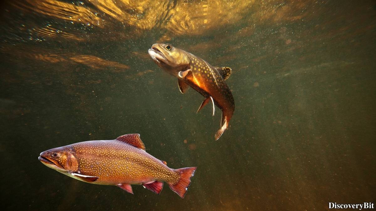Murder, Pride, And Zeal: The Ultimate Guide To Group Names Of Animals Name of the group of animals for Trout