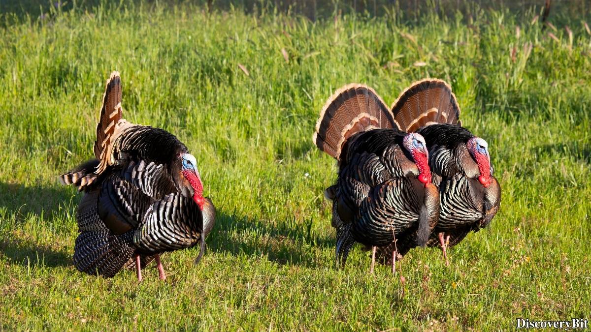 Murder, Pride, And Zeal: The Ultimate Guide To Group Names Of Animals Name of the group of animals for Turkeys