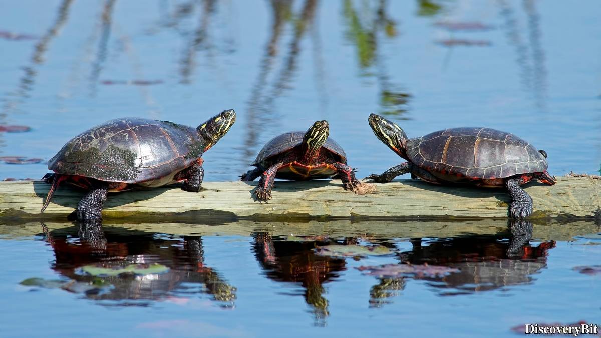Murder, Pride, And Zeal: The Ultimate Guide To Group Names Of Animals Name of the group of animals for Turtles