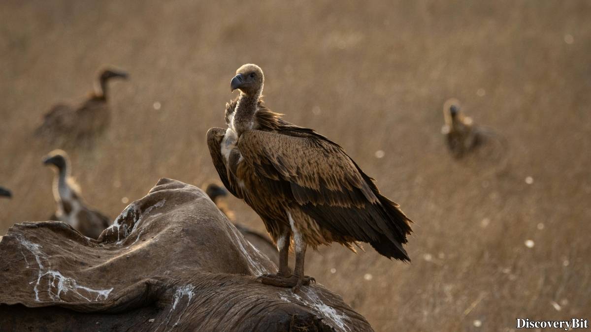 Murder, Pride, And Zeal: The Ultimate Guide To Group Names Of Animals Name of the group of animals for Vultures