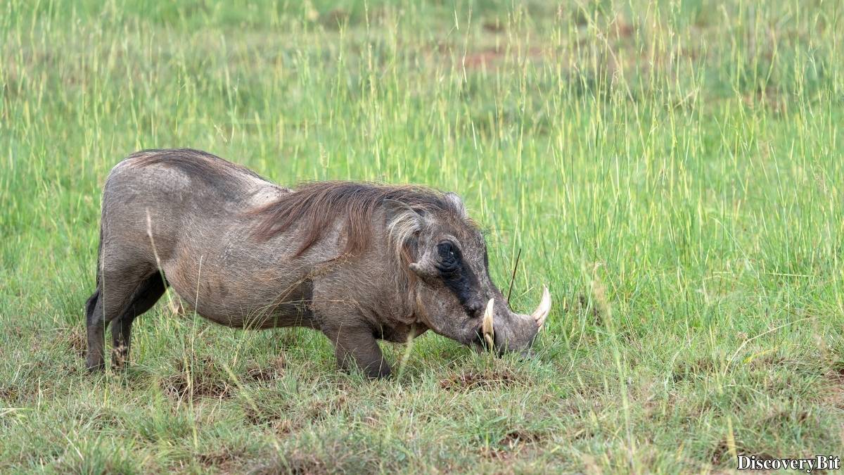 The 50 Fastest Animals in the World: Nature’s Ultimate Speed Guide One of the fastest animals in the world is the Warthog (Phacochoerus africanus)