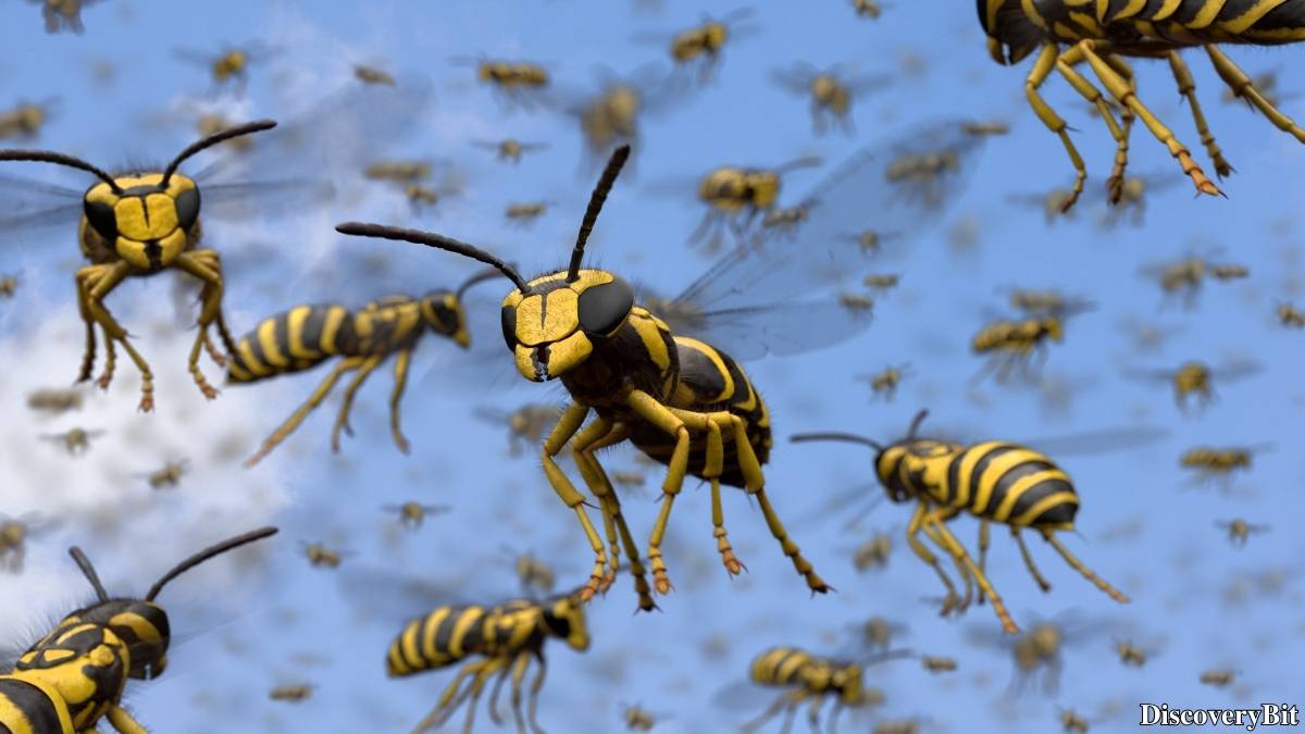 Murder, Pride, And Zeal: The Ultimate Guide To Group Names Of Animals Name of the group of animals for Wasps