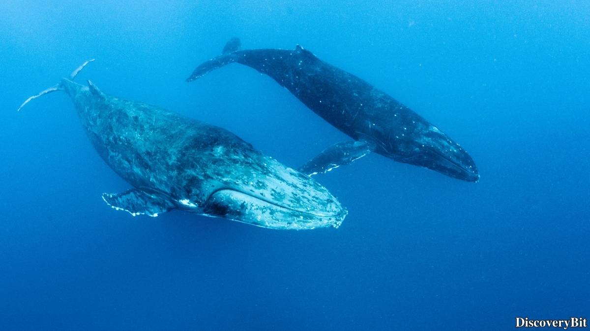 Murder, Pride, And Zeal: The Ultimate Guide To Group Names Of Animals Name of the group of animals for Whales