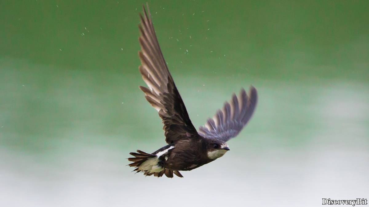 The 50 Fastest Animals in the World: Nature’s Ultimate Speed Guide One of the fastest animals in the world is the White-Throated Needletail (Hirundapus caudacutus)
