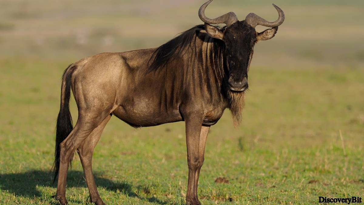 The 50 Fastest Animals in the World: Nature’s Ultimate Speed Guide One of the fastest animals in the world is the Wildebeest (Connochaetes taurinus)