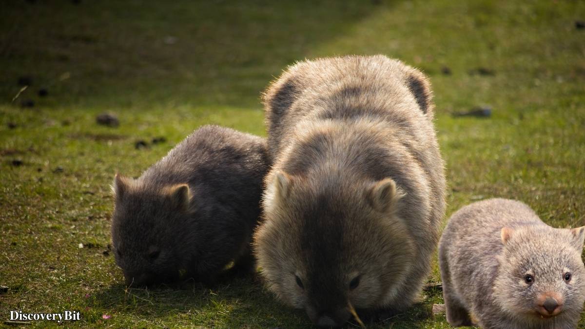 Murder, Pride, And Zeal: The Ultimate Guide To Group Names Of Animals Name of the group of animals for Wombats