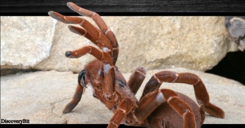 Biggest spider in the world