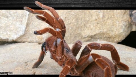 Biggest spider in the world