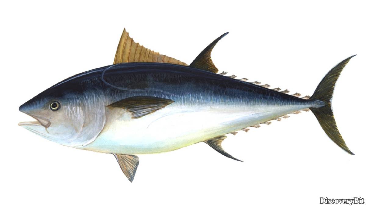 The 50 Fastest Animals in the World: Nature’s Ultimate Speed Guide One of the fastest animals in the world is the Yellowfin Tuna (Thunnus albacares)