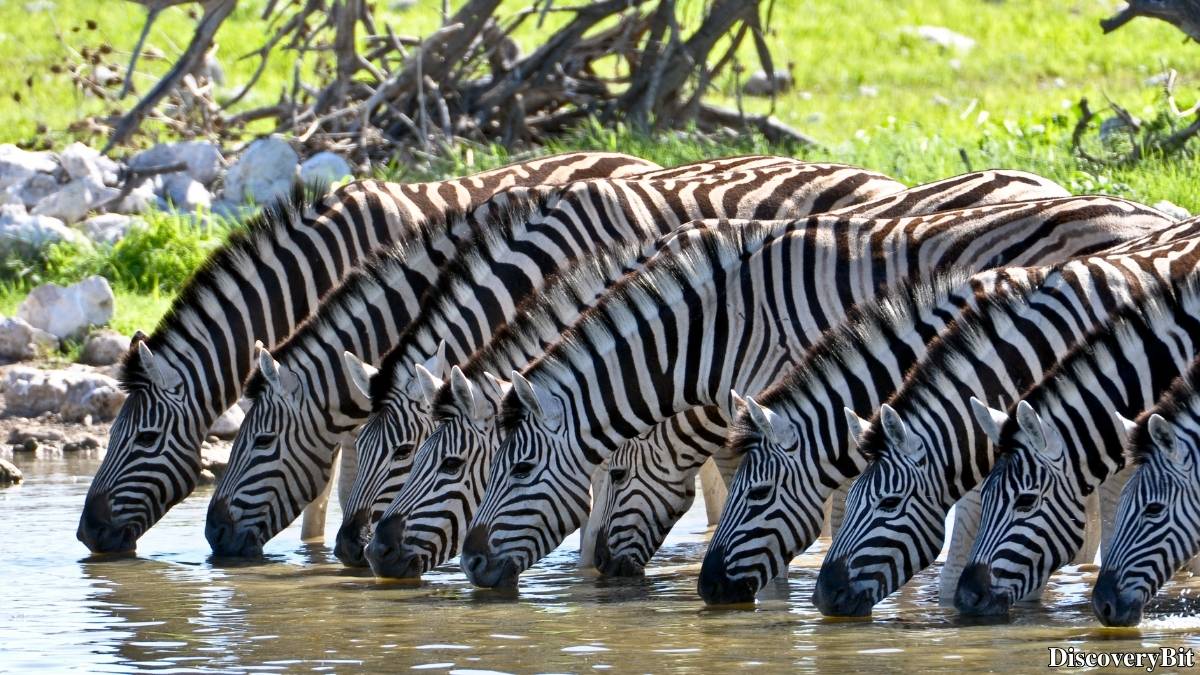 Murder, Pride, And Zeal: The Ultimate Guide To Group Names Of Animals Name of the group of animals for Zebras