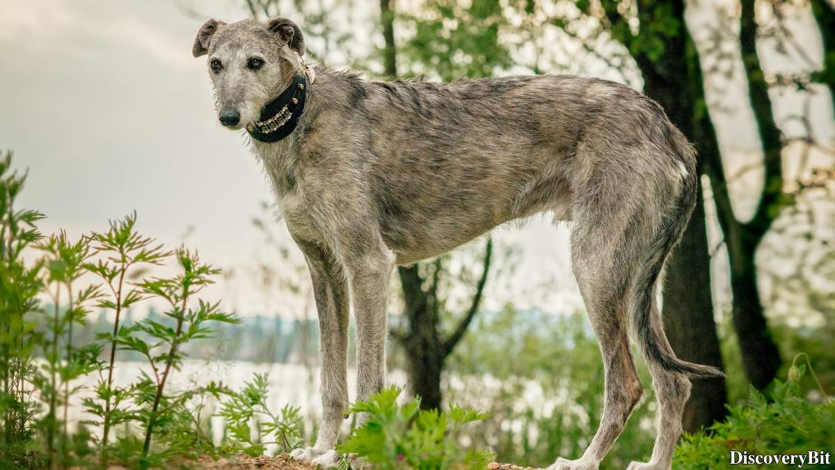 The 50 Fastest Animals in the World: Nature’s Ultimate Speed Guide One of the fastest animals in the world is the Greyhound (Canis familiaris)