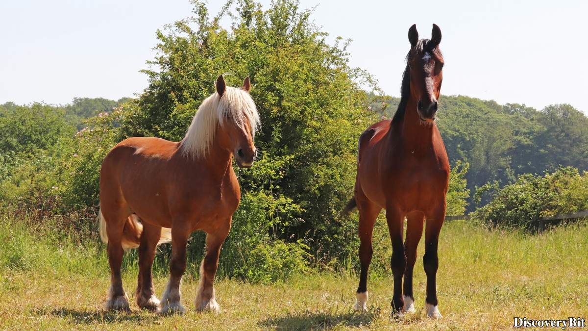 The 50 Fastest Animals in the World: Nature’s Ultimate Speed Guide One of the fastest animals in the world is the Quarter Horse (Equus caballus)