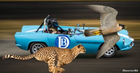 The fastest animal in the world