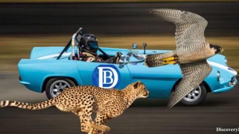 The fastest animal in the world