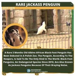 Black-Foot Penguin: A Rare Jackass Debuts In Polish Zoo