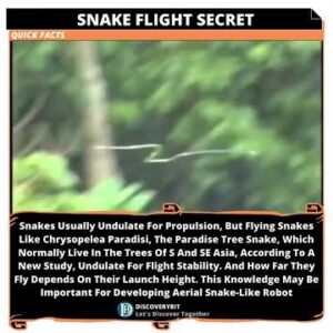 Flight Stability Secret: Aerial Snake Insight