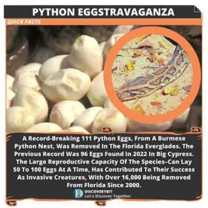 Python Eggstravaganza: 111 Breaks Record in Florida Everglades!