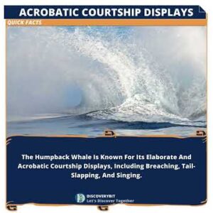 Courtship Display: Humpback Whales' Acrobatic Extravaganza!