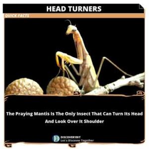 Praying Mantis: The Astonishing Head Turning Insect