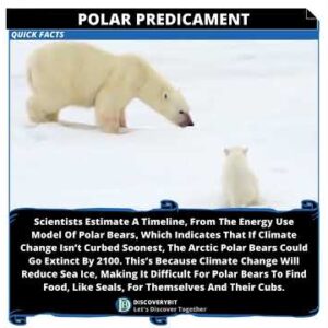 Countdown To Silence: The Arctic Polar Bears Impending Extinction