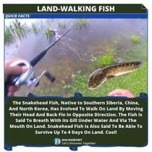 The Snakehead Fish: A Land-Walking Astonishing Evolution