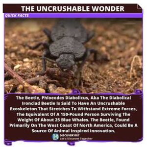 The Indomitable Ironclad: Nature's Epitome Of Resilience And Inspiration
