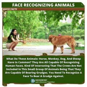 Unveiling The Animal Kingdom's Surprising Human Face Recognizers