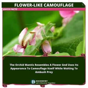 The Orchid Mantis Deception: A Floral Assassin Lurking In Plain Sight