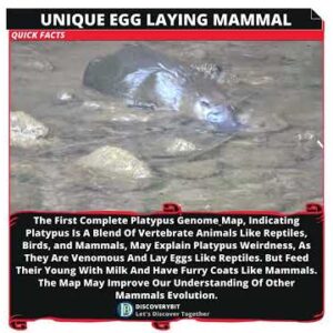 The Platypus: Unraveling Evolution's Secrets in Mammalian Oddities